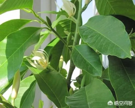 白兰花树怎么养殖?