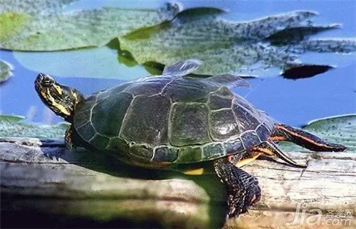 乌龟怎么养?乌龟养殖方法解析