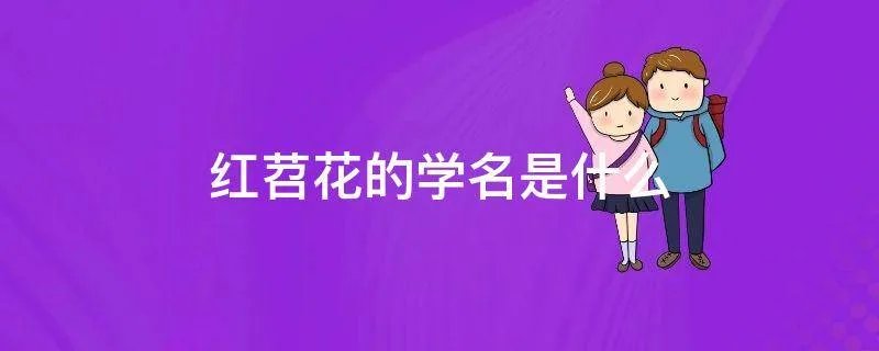 红苕花的学名是什么
