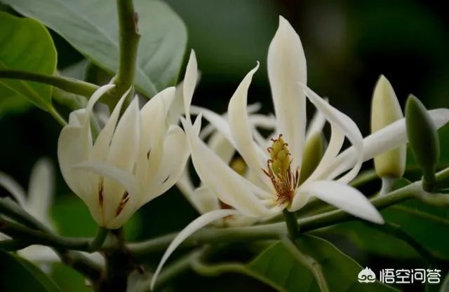 白兰花树怎么养殖?