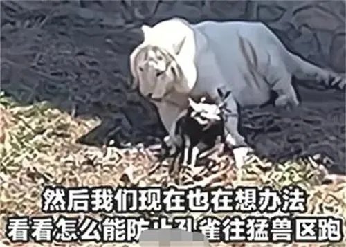 动物园老虎把孔雀吃了 园区回应首次发生