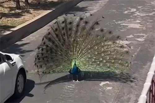 动物园老虎把孔雀吃了 园区回应首次发生