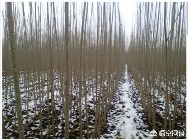 杨树苗什么时间种植比较好？