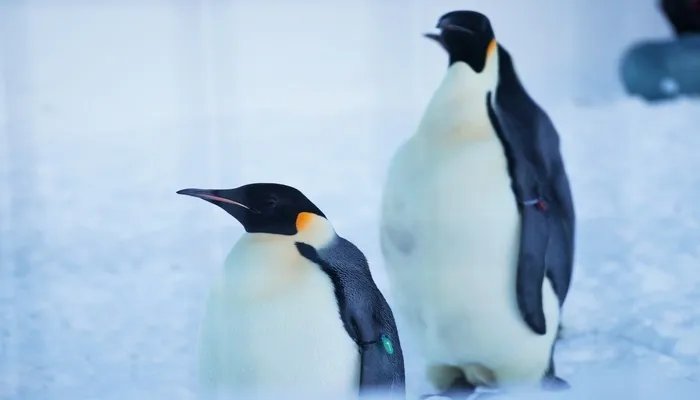 世界上最大的企鹅