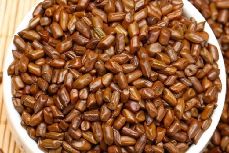 降血压草药名称及图片