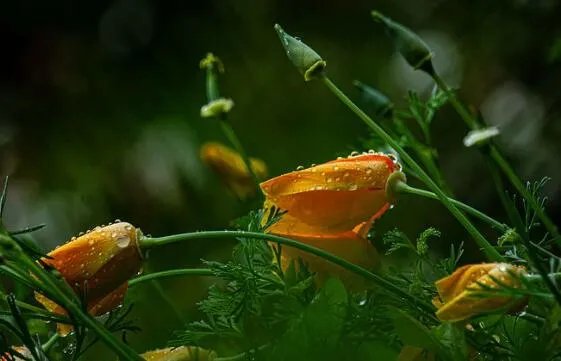 酸雨的主要成分 酸雨是怎么形成的
