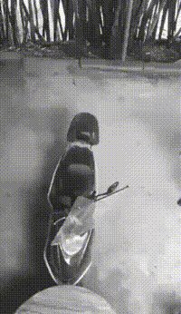 求超级搞笑的图片?