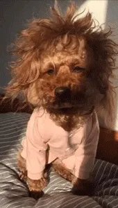 求超级搞笑的图片?