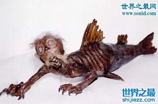 美人鱼化石,美人鱼才不是传说中的生物