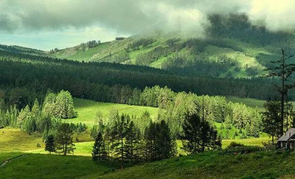 中国有没有真正的原始森林