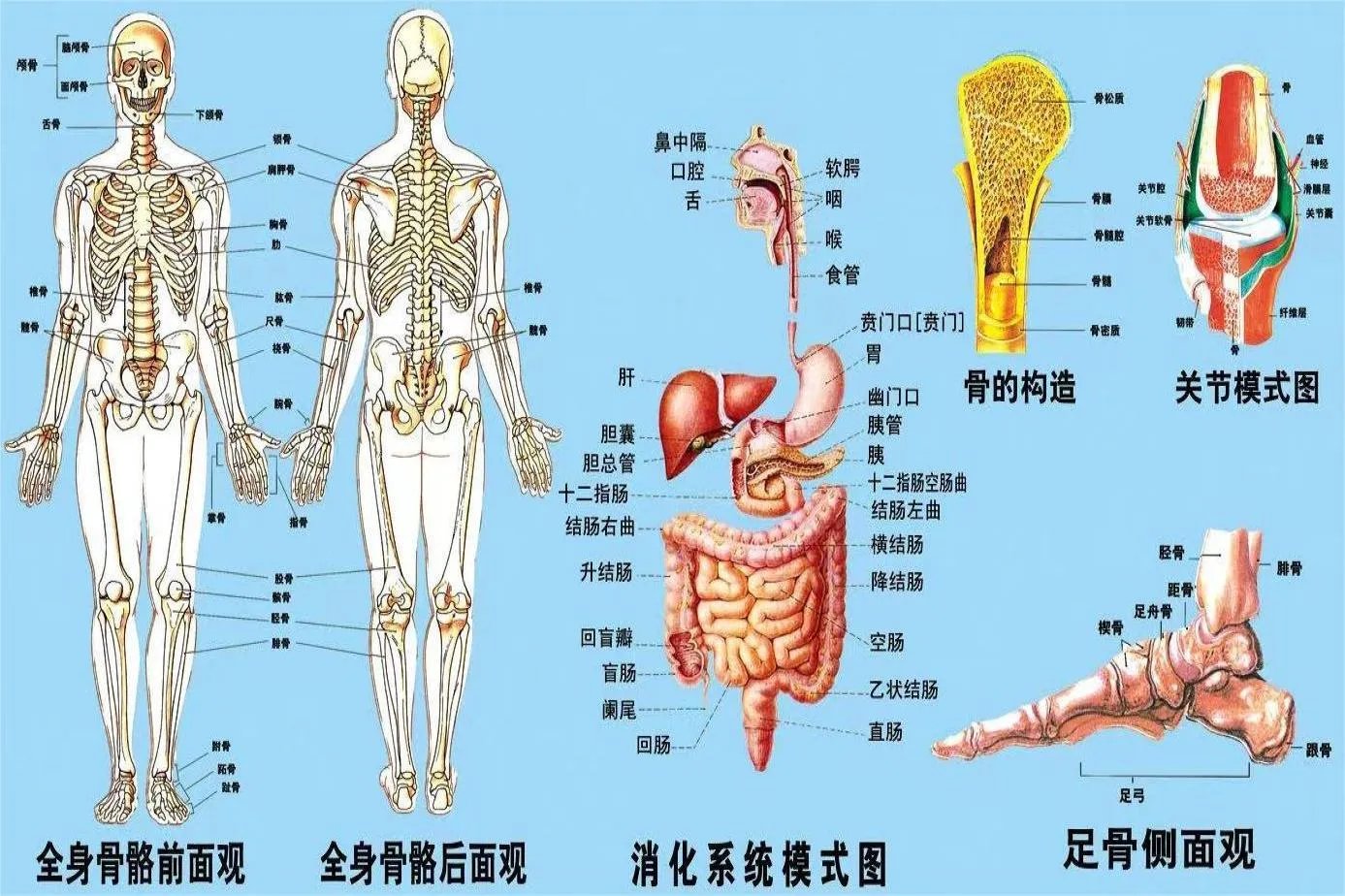 人体结构图是什么