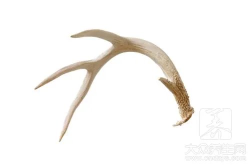 鹿茸的价格是多少