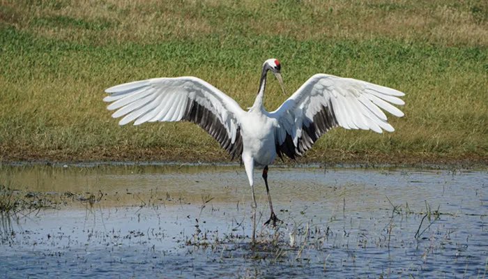 齐齐哈尔是哪个省的省会