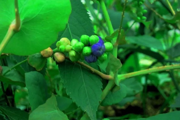 蛇退草图片与主治