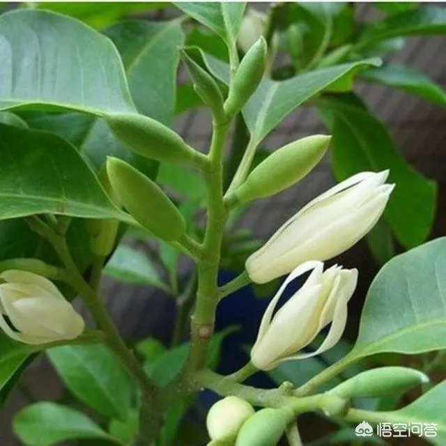 白兰花树怎么养殖?