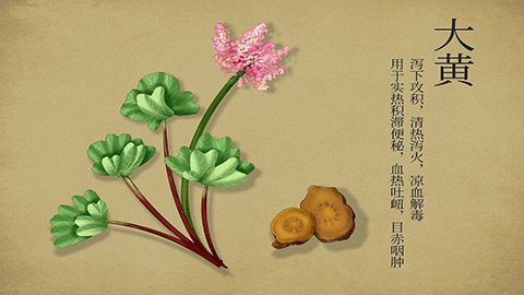 大黄的功效与作用