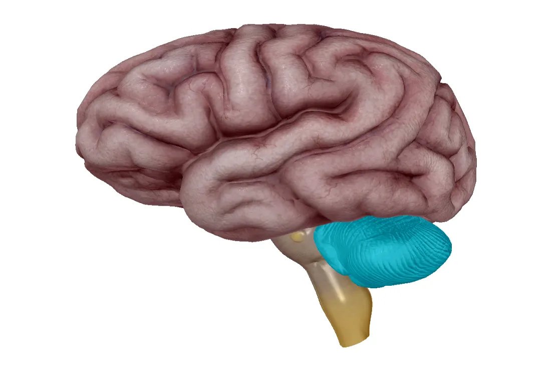 头部分区图六个区