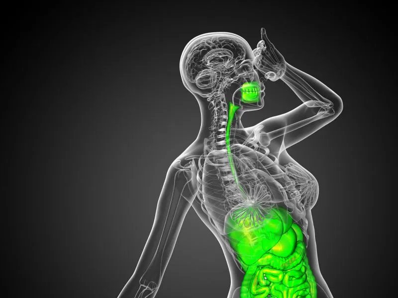 消化系统的功能