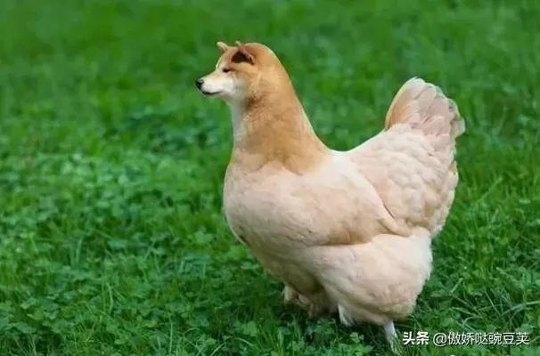 求超级搞笑的图片?