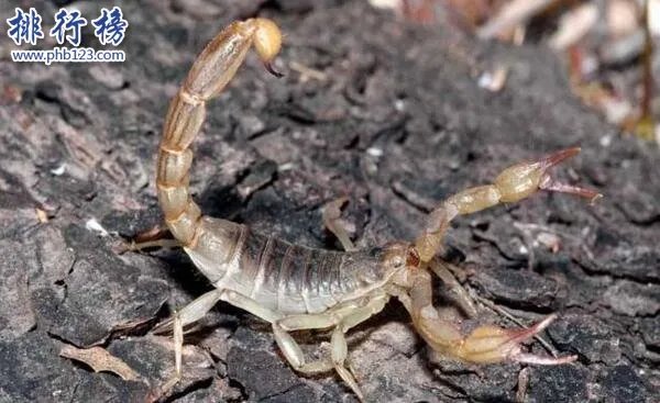 详解五毒是哪五毒 五毒为什么有壁虎而没有蜘蛛