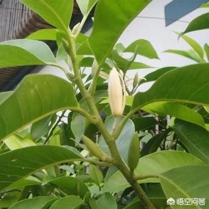 白兰花树怎么养殖?