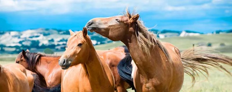 人有卖骏马者文言文翻译 人有卖骏马者文言文翻译启示