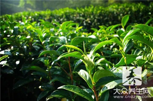 人参乌龙茶的禁忌症