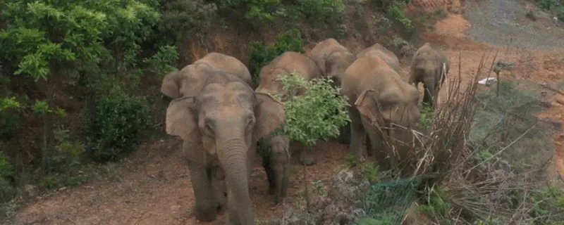 北迁野象群40余天路程达400公里 40余天路程达400公里,漫无目的的寻找“出路”