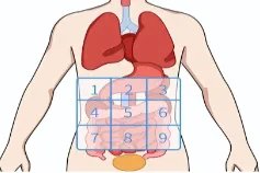 腹部疼痛部位图解