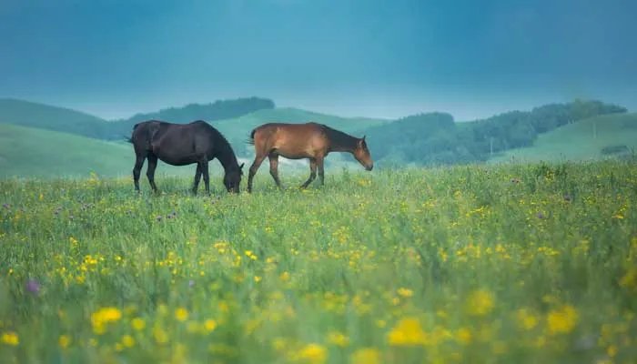 人有卖骏马者文言文翻译 人有卖骏马者文言文翻译启示