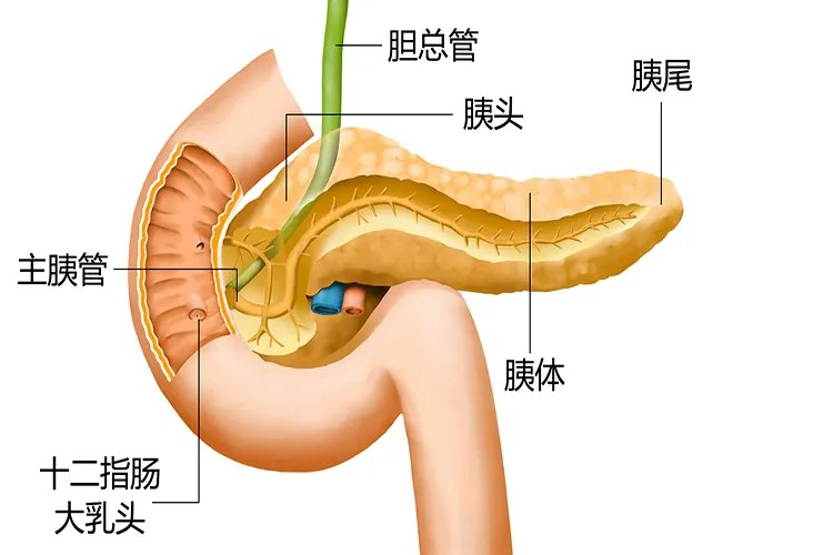 人体胰腺位置高清图