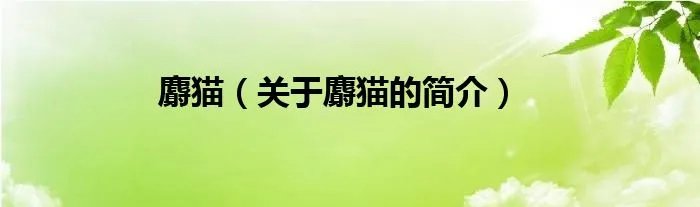 麝猫（关于麝猫的简介）