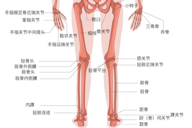 人体骨骼结构图