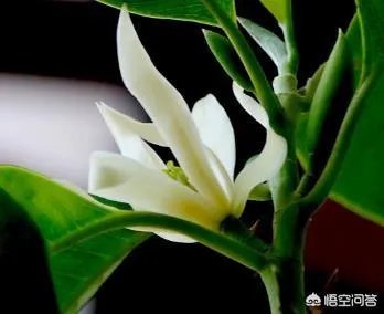 白兰花树怎么养殖?