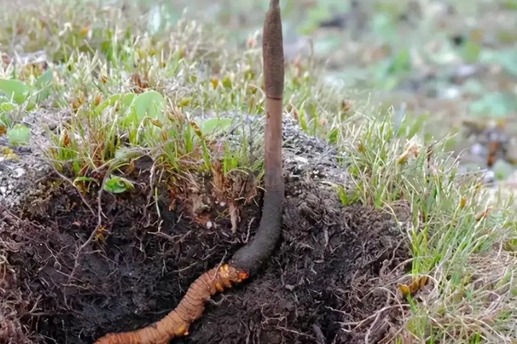 冬虫夏草植物图片大全