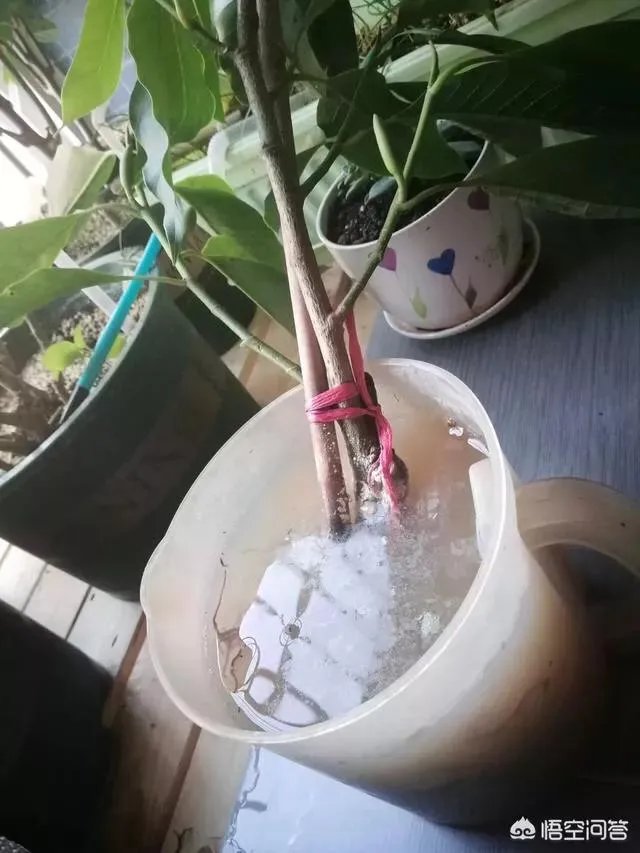 白兰花树怎么养殖?