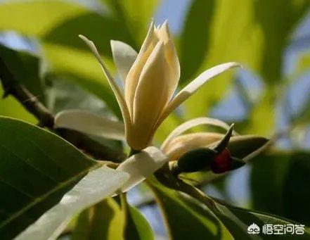 白兰花树怎么养殖?