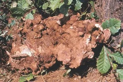 茯苓长什么样子图片