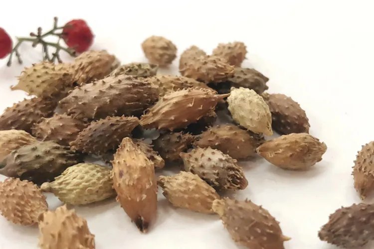 苍耳子图片大全