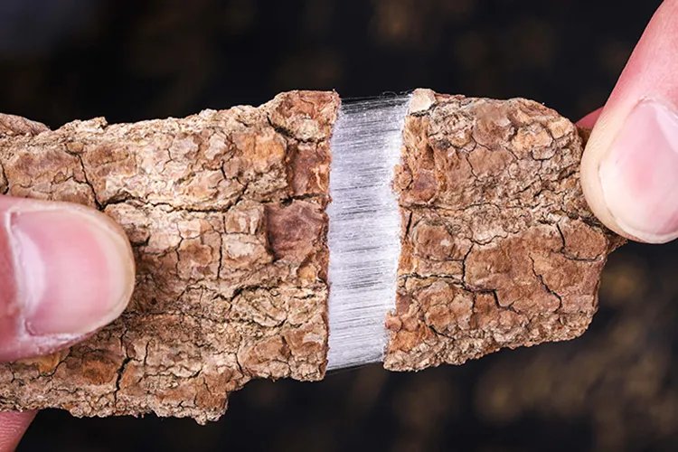 降血压草药名称及图片