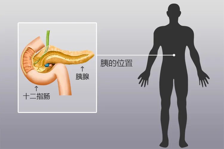 人体胰腺位置高清图