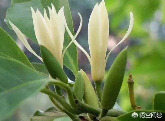 白兰花树怎么养殖?