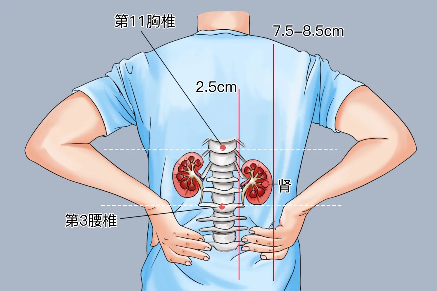肾长在人的什么位置图