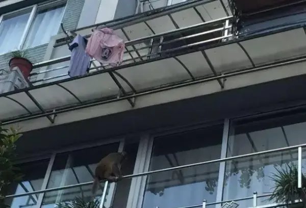 七旬老人悬挂四楼阳台外,这到底是怎么回事呢?