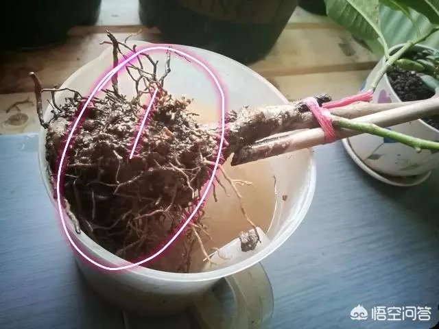 白兰花树怎么养殖?