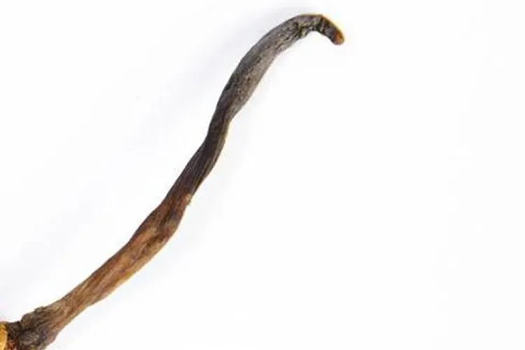 冬虫夏草植物图片大全