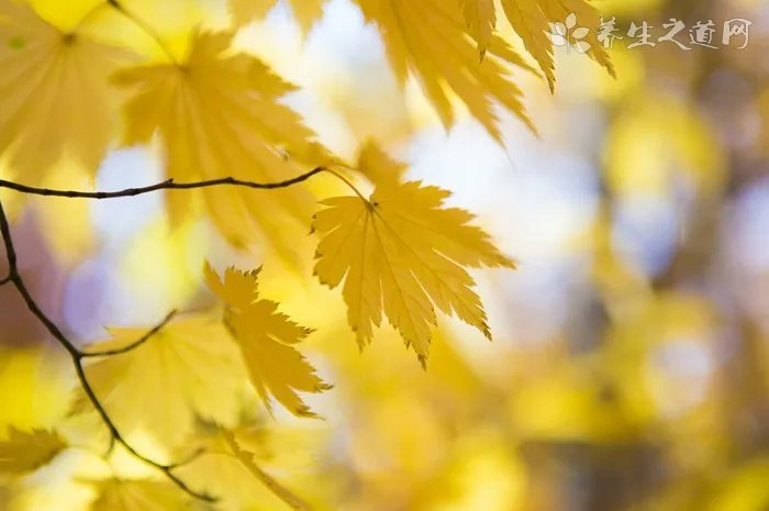 喝山楂菊花茶有些什么好处