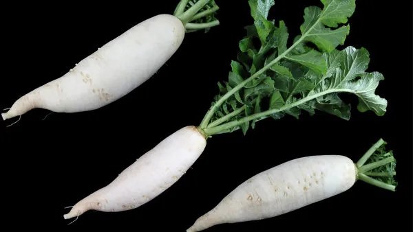 中药忌口食物清单