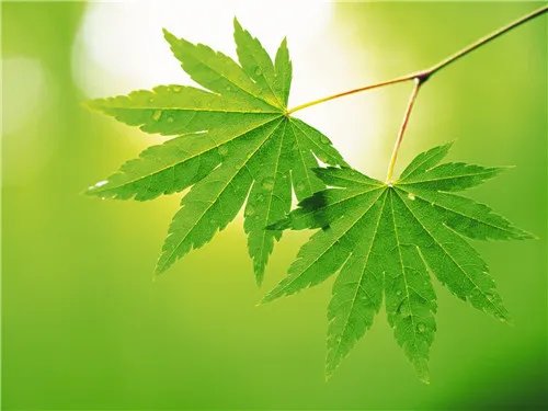 树叶的作用有哪些 植物叶子的功效介绍