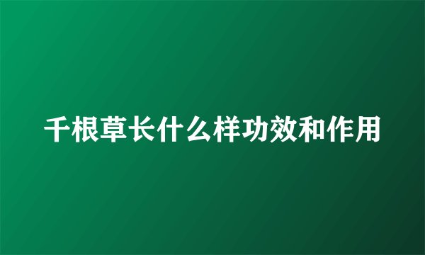 千根草长什么样功效和作用